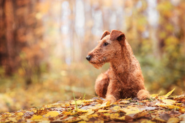 Irish Terrier breed lies in Park on autumn leaves and looks in side. - 229976379