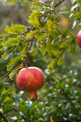 Pomegranates on the tree in the orchard