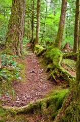 Forest hiking trail path with moss covered trees and tree roots/Hiking trail in Opal Creek Park, Oregon
