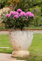Large white rhododendron vase