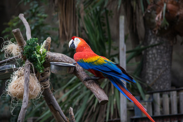 Macaws