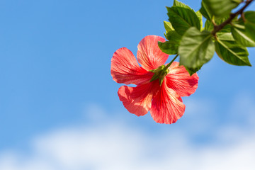 Red hibiscus flower with foliage against blue sky and clouds. Detailed. Close up.