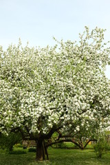 Obraz premium Beautiful blooming of white apple trees in the garden