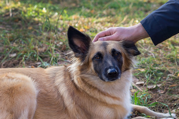 Pregnant dog