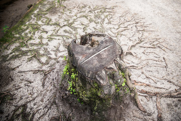 skały w Aspardach skalne miasto © nepos_foto