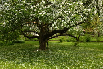 Fototapeta na wymiar Beautiful blooming of white apple trees in the garden