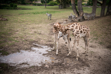 zwierzęta na wybiegu