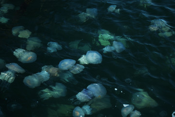 Naklejka na ściany i meble Congestion Millions of jellyfish floating in the sea lagoon as a result of penetration of cold flow. Danger to people swimming. As an unusual background for decoration and creative design