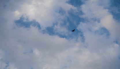 blue sky with clouds and flying bird