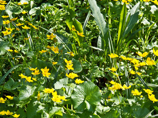 kwitnące kwiaty © nepos_foto