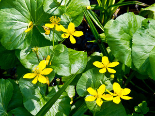 kwitnące kwiaty © nepos_foto