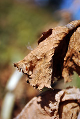 Dry leaf texture, natural organic  background, close up detail, soft green background