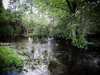 mgła poranna