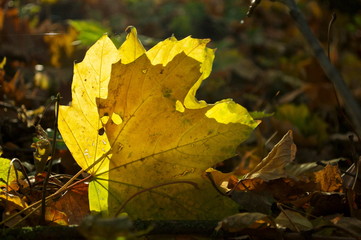 autumn leaves