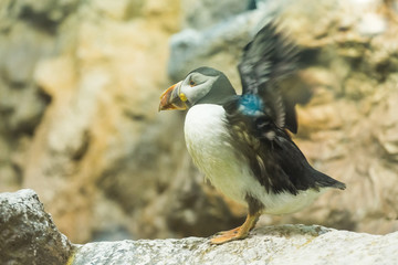 Bird, wildlife and zoo concept - Atlantic Puffin or common puffin