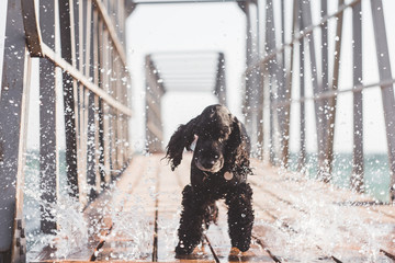 Black english cocker spaniel dog stands on wooden bridge on sunny day. Water splashes.