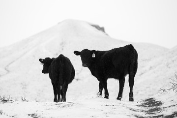 Cows in Snow