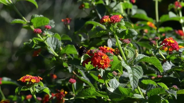 Insetto si posa ed impollina un fiore