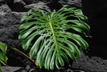 Faux philodendron (Monstera deliciosa)