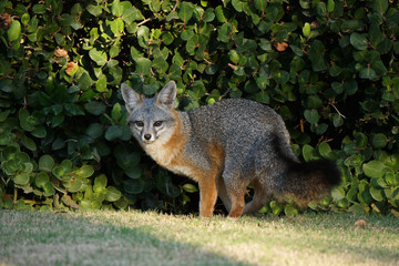 Red fox