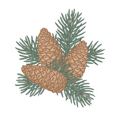 Pine cone with branch on a white background. 