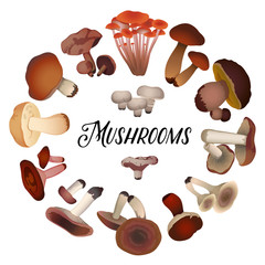 various mushrooms laid out in a circle