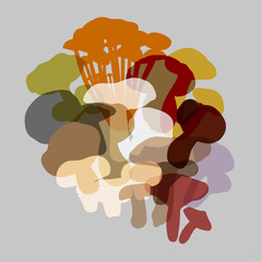 composition of various mushrooms