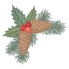 Hand drawn Holly berry with fir branches vector illustration.