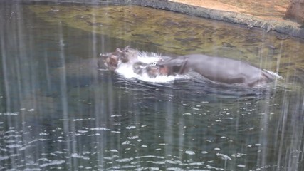 Hippos fighting in water behind waterfall