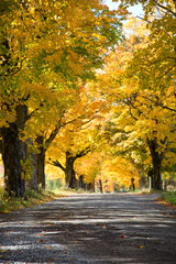 Yellow trees over a rural road