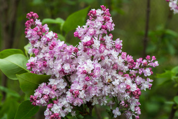 Beautiful bunch of lilac closeup. Syringa vulgaris 'Krasavitsa Moskvy'