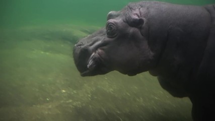 Hippopotamus swimming underwater in aquarium