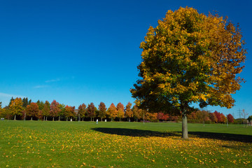 autumn landscape, park with bright autumn colors