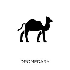 Dromedary icon. Dromedary symbol design from Desert collection.