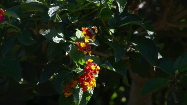Un insetto Bombo si posa sul fiore