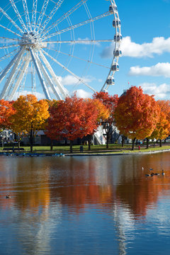 Fototapeta Great wheel of Montreal during fall season