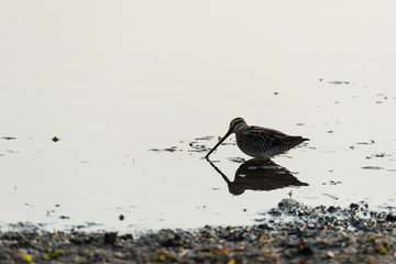 Beccaccino (Gallinago gallinago)