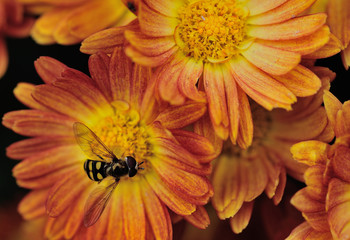 closeup of orange flower