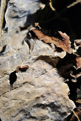 Dry golden-brown leaf weird texture, natural organic  background, close up detail, soft sepia wavy sandy surface
