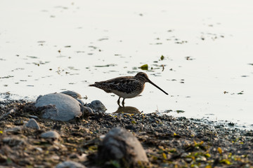 Beccaccino (Gallinago gallinago)