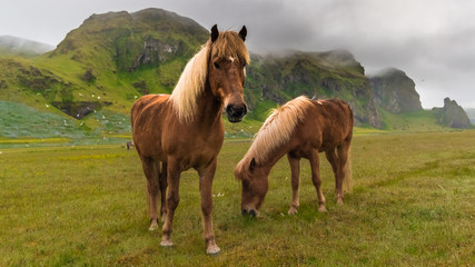 Fototapeta premium Iceland