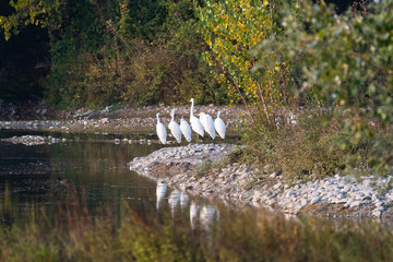 Airone bianco (Ardea alba)