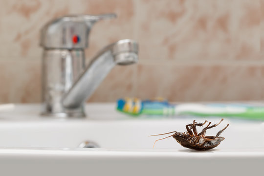 Dead cockroach on the sink on the background of the water faucet and brown tile in bathroom. Inside buildings. Fight with cockroaches in the apartment. Extermination.