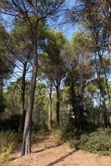 La forêt de pins