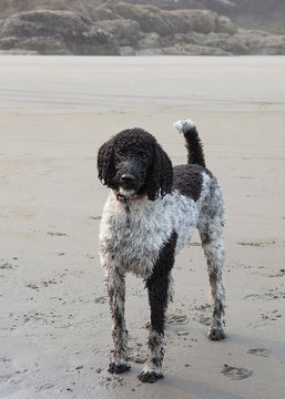 Wet dog on the beach