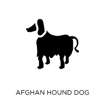 Afghan Hound dog icon. Afghan Hound dog symbol design from Dogs collection.