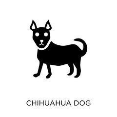 Chihuahua dog icon. Chihuahua dog symbol design from Dogs collection.
