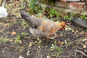 Martirene-Alcantara-Chickens