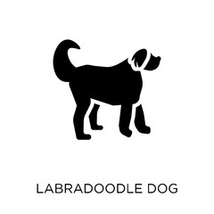 Labradoodle dog icon. Labradoodle dog symbol design from Dogs collection.