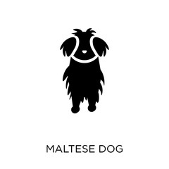 Maltese dog icon. Maltese dog symbol design from Dogs collection.